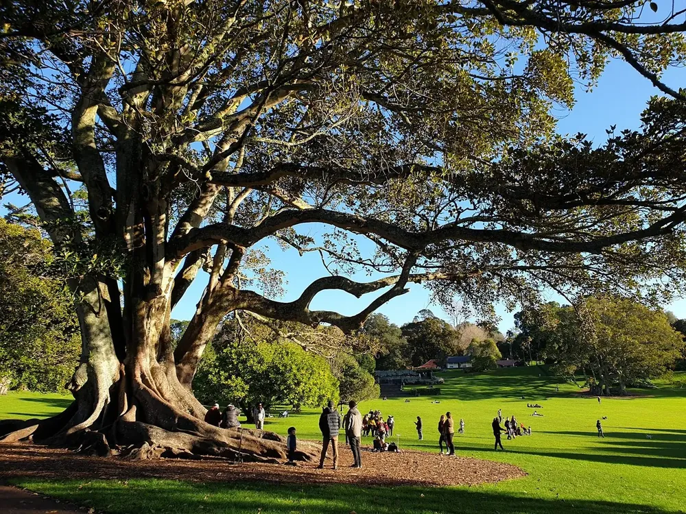 Cornwall Park & One Tree Hill